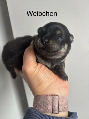 Pomeranian Welpen