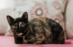 MIMI- lustig, verschmust, ausgeglichen