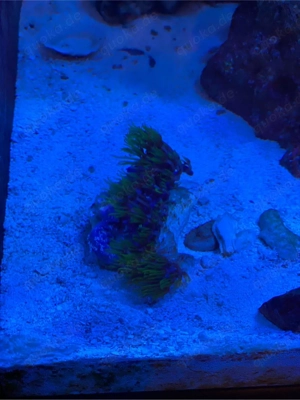 Briareum Ableger   Neon-Grün (ca. 1x5 cm)