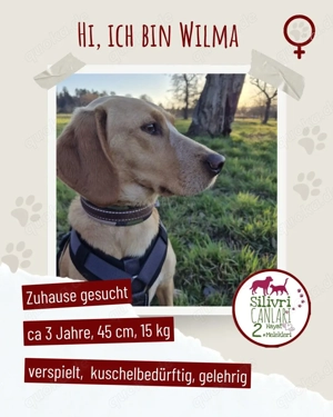 Schöne Wilma sucht ein Zuhause
