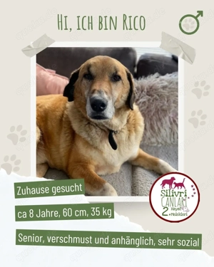 Senior Rico sucht ein Zuhause