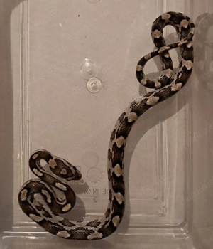 Kornnatter-Babys 2025 abzugeben