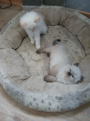 Reinrassige heilige birma Mädchen 