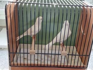 Kanarienvögel weiß 