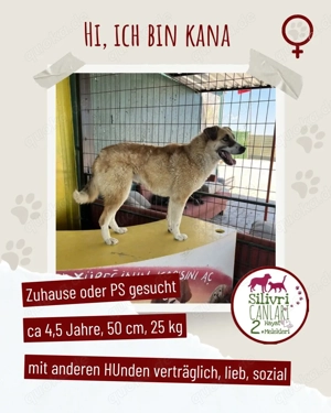 Freundliche Kana sucht ein Zuhause oder eine Pflegestelle