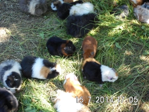 Meerschweinchen gesucht... ?