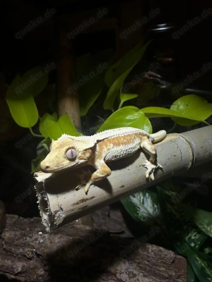 1.0 Kronengecko Lilly White Yellow Orange