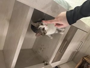 Europäische Kurzhaar- Schwesterchen