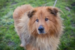 Chip-Nr. 259433 - Ich bin sehr menschenbezogen, und ich lerne gerne und schnell