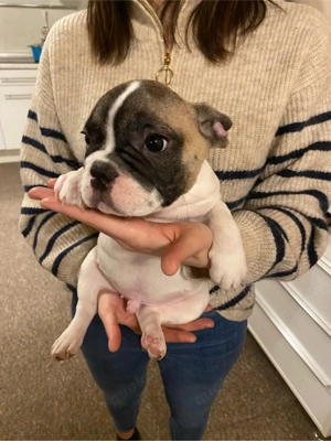 Deckrüde Französische Bulldogge Bild 8