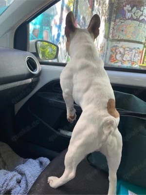 Deckrüde Französische Bulldogge Bild 5