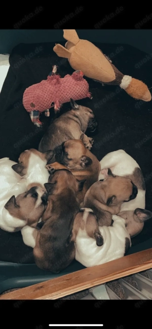 Deckrüde Französische Bulldogge Bild 4