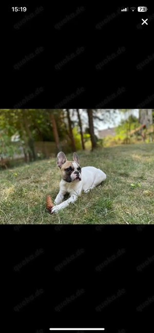 Deckrüde Französische Bulldogge Bild 2