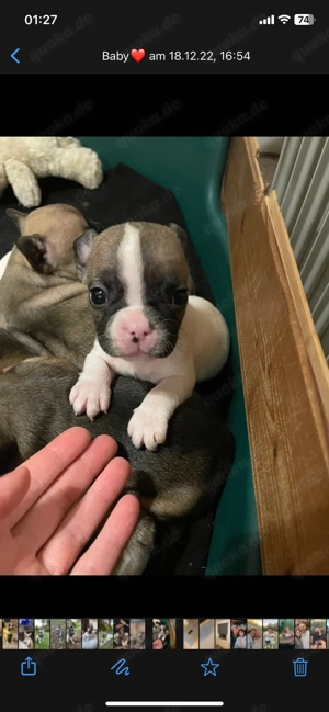 Deckrüde Französische Bulldogge Bild 9