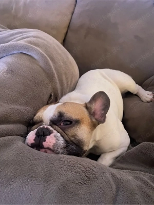 Deckrüde Französische Bulldogge Bild 7