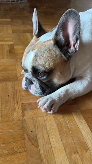 Deckrüde Französische Bulldogge Bild 10