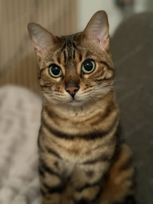 Bengalkatze Kitty, weiblich, geb. 31.10.2020, geimpft, Wohnungskatze