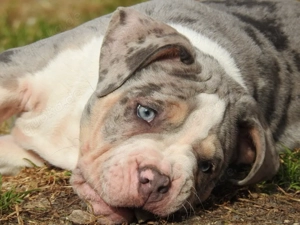 American Bully Tricolor XL