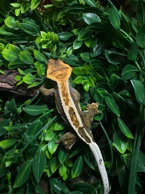 1.0 Kronengecko Harle flame mit partial Pinstripe