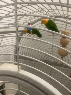 Rostkappen Papageien Paar