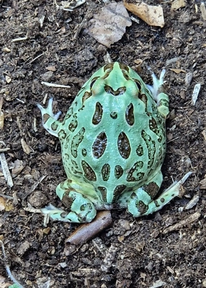 Schmuckhornfrosch Ceratophrys Cranwelli 