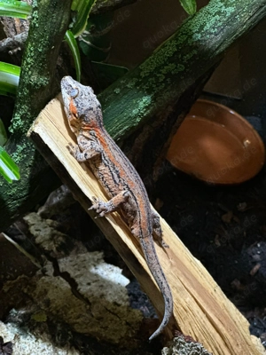 Höckerkopfgecko (Rhacodactylus auriculatus)