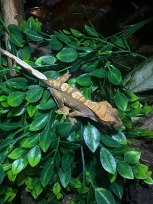 0.1 Kronengecko Brown   Cream Harlequin   Partial Pinstripe 