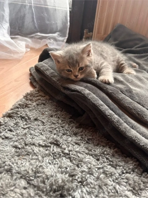 Unsere kleinen BKH Prinzessinnen suchen ein liebevolles Zuhause     