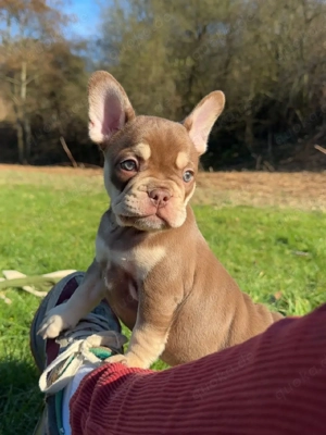 Französische Bulldoggenwelpe sucht neues Zuhause