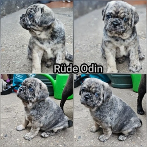 Zauberhafte Retro Mops Welpen 