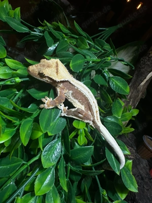 0.1 Kronengecko Brown   Cream Extreme Harlequin   Partial 