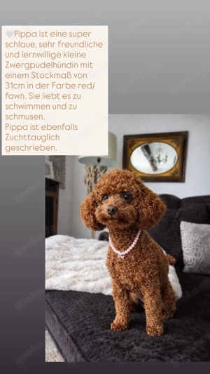 Wunderschöne Toypudel   Zwergpudel Welpen sind unterwegs!