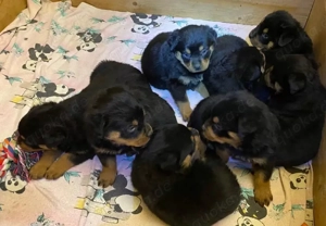 Rottweiler-Welpen mit Papiere in liebe- und verantwortungsvolle Hände... (WhatsApp: 0178 74 99 770)