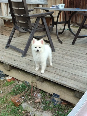 Zwergspitz Welpen *Abgabebereit*