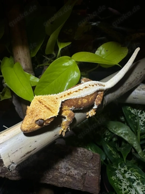 0.1 Kronengecko Yellow   Orange Harlequin   Full Pinstripe 