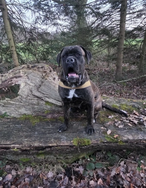 Kalle-9 Monate-55 Kilo-Cane Corso Bord. Doggen Mix