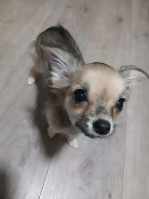 Chihuahua Welpe