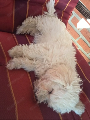 Liebevolle Hündin Leni