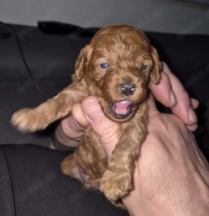 6 Reinrassige Toypudel Welpen 