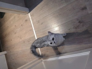 Verkaufe britisch kurzhaar kater