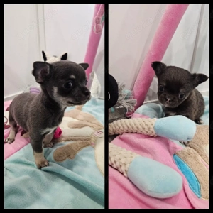 Chihuahua Welpen blue tan