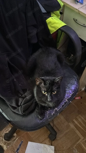 Kater sucht neues für-immer-Zuhause