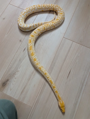 0.1 Albino 66% het Pied Caramel Granite 