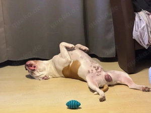 old english bulldogge 