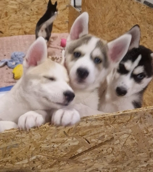 Sibirien Husky Rüde