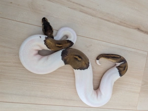 1.0 Black Pastel Pied