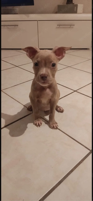 American Pocket Bully Rüden 