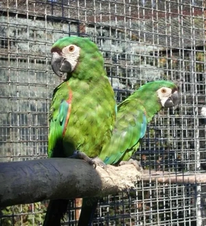 Rotburgara von 2025 mit allen Papieren