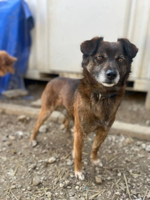 11 J - Ich bin freundlich, lieb und sehr menschenbezogen