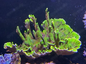 Montipora Neon Spongodes
